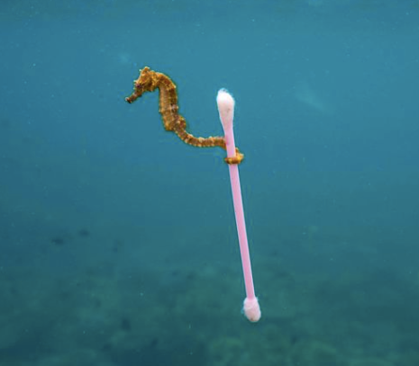 L'Escurette® : l'alternative écologique au coton-tige