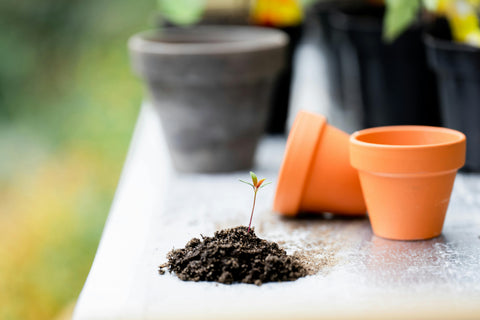 Quand et comment utiliser le compost ?